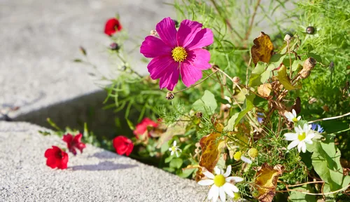The image is a nature photograph taken in the morning during the summer. The main subject is a Garden Cosmos poppy, which is prominently featured at the center with its vibrant pink petals and yellow stamen. Surrounding the Garden Cosmos, various flowers and plants, including small red and white blossoms, add a colorful diversity to the scene. The flowers and foliage are growing beside a concrete surface, capturing the lively details of a small garden area. This still life photograph highlights the natural beauty and variety of summer plants and flowers.